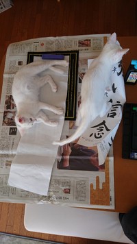 宿題できない！こんなふうにお邪魔してます（提供写真）