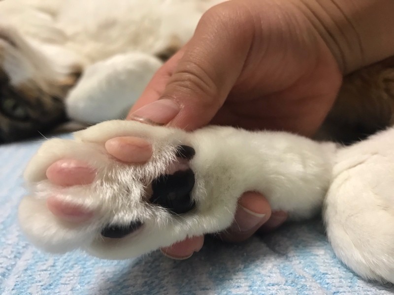 ぷにぷにしていて気持ちいみいちゃんの肉球