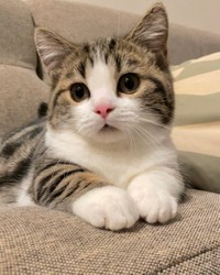 短い手もマンチカンならでは魅力＝しずわらひなたさん（@shizuwarahinata）提供