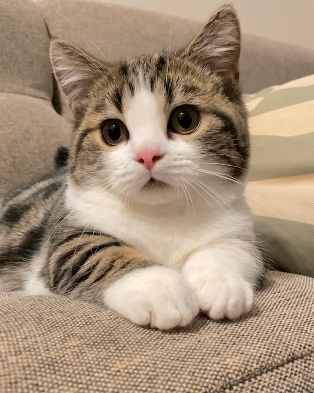 短い手もマンチカンならでは魅力＝しずわらひなたさん（@shizuwarahinata）提供