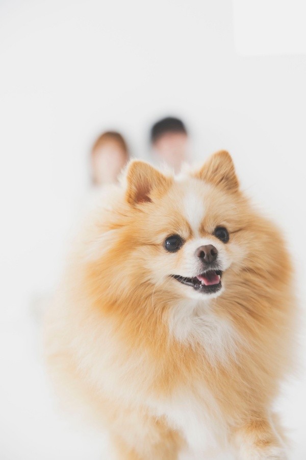 家族写真も撮影したけれど…飽きて脱走したピカルディくん（画像提供：ポメのピカルディさん）