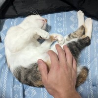 子猫時代、へそ天になって眠る三美ちゃん（画像提供：三美お嬢様はお猫様さん）