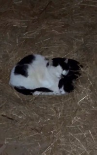 罠にかかった後、何もなかったかのようにママ猫さんと寝ていたという（タカヲさん提供、Xよりキャプチャ撮影）