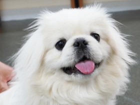 犬のしつけ、飼い主との関係悪化させることも！　近年分かった本当に必要なしつけとは