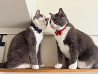 絶対に負けられないキャットウォークの戦い（提供：わがやのねこさん）