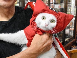 私は「忍者猫」　元は捨て猫、伊賀の里で大変身