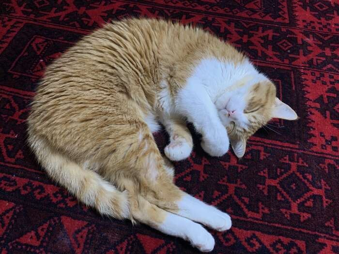 大好きなじゅうたんの上で寝るごろりん