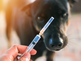 【弁護士が解説】ウクライナ避難者の愛犬　成田空港での留め置きについて