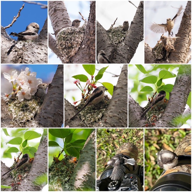様々な瞬間のエナガを捉えた写真（提供：daffy@お散歩探鳥&遠征探鳥♪さん）