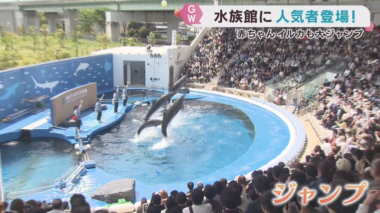 イルカパフォーマンスが大人気　去年５月に生まれた「エル」に歓声　仙台うみの杜水族館