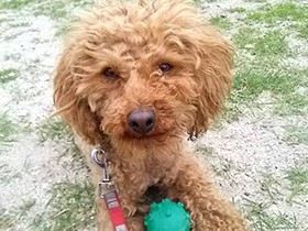 たくさんお散歩、ちょっと休憩中　トイプードルの「ピコ太郎」