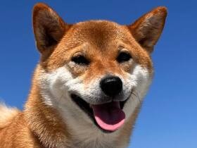 私も波乗りしてみようかな？　海岸沿いのお散歩を楽しむ柴犬「あさむらさん」