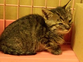 管理人「野良猫は保健所だ！」　猫バンバンしてみたら、子猫が24時間後にもう１匹増えた