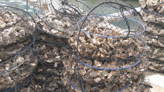 カキ大量死受け…養殖海域の塩分濃度を24時間計測へ　岡山県