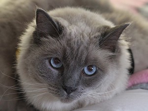 セラピー猫ステラ　おっとり動じず、リハビリ施設の癒やしに