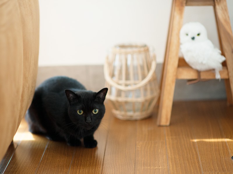 「フクロウのまね」（小林写函撮影）