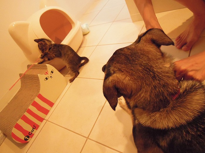 ２匹が出会って３日で、ここまで距離が近づいた