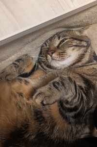 家猫となったことで猫らしい体つきになった