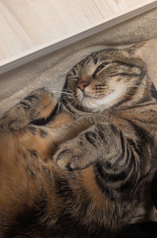 家猫となったことで猫らしい体つきになった