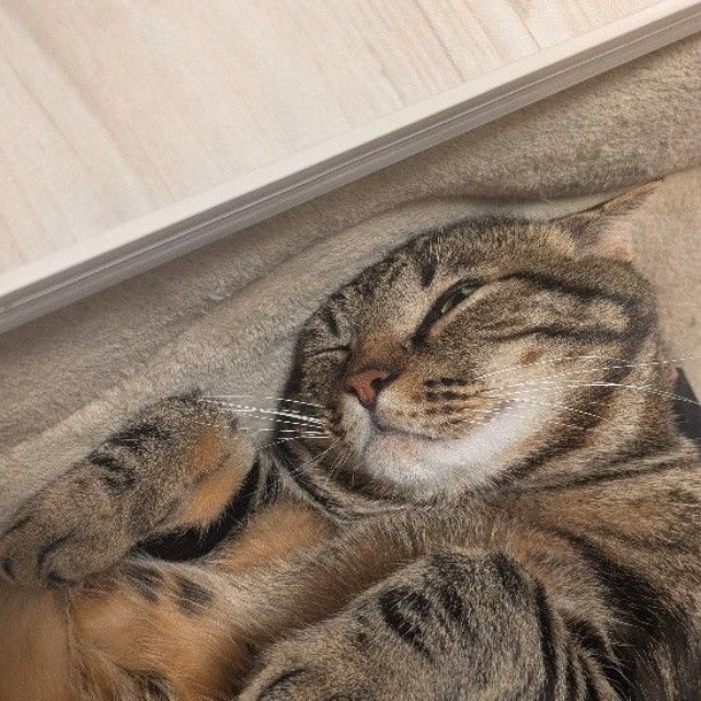 家猫となったことで猫らしい体つきになった