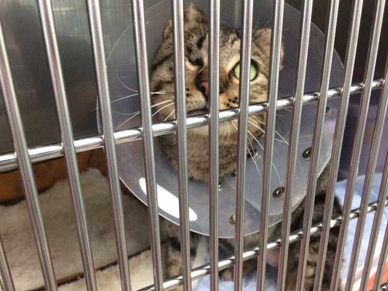 行政施設にいたミッキー