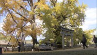 高松市塩江町の岩部八幡神社でイチョウが見頃
