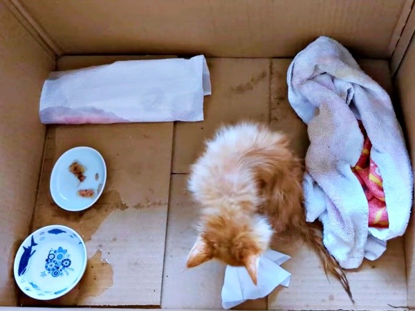 保護当日、段ボール箱の中に入れてもらったぽわげちゃん（画像提供：ツナさん）