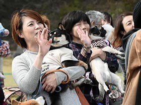 高齢犬の健康を考えるイベント　260匹が“犬鹿島”でのびのび