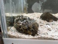 飼育されているオニダルマオコゼ（提供：だんごむすめさん）