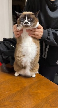 「初日の出」が昇りました～（画像提供／とろろ(タヌ)とみたらしとぴー、Twitterよりキャプチャ撮影）