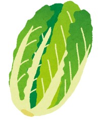 白菜から菜の花が…！？？？