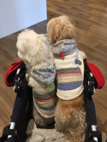 病院の廊下をカートに乗って移動中「患者様に会いに行くの～」