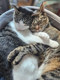 仲良くくっついて眠る（左から）くるみちゃん、とらくん（画像提供：とらくるさん）