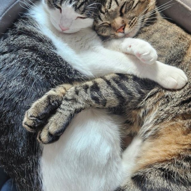 仲良くくっついて眠る（左から）くるみちゃん、とらくん（画像提供：とらくるさん）