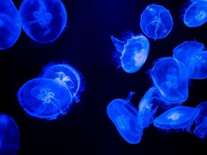 ふくらむ「恋物語」の妄想で眠れない。ハプニングで始まった修学旅行