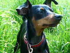 迷子札の大切さ　ピンとの〝奇跡の対面　