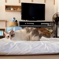 周囲の様子をうかがいながら布団上を移動するルールーちゃん（画像提供：kaoruさん）