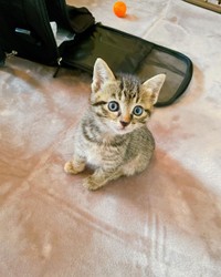 おうちに迎えた頃、抱きしめたくなる