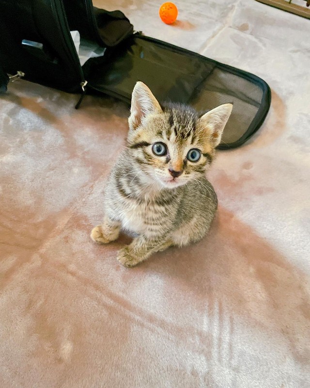 おうちに迎えた頃、抱きしめたくなる