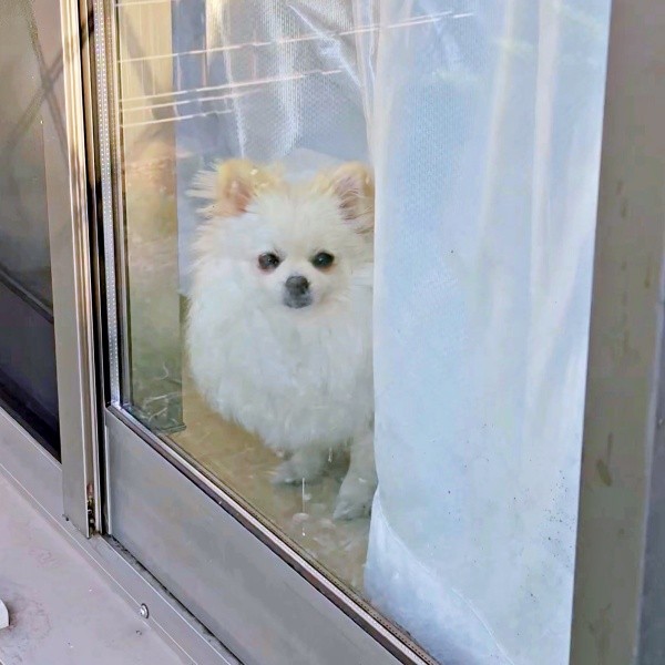 窓辺でおうちの安全を守るおーちゃん（画像提供：ポメラニアンのにんじゃ家さん）