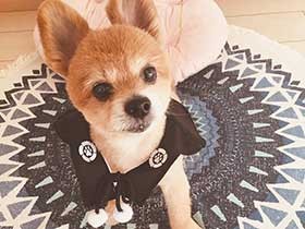 しっぽゆらゆらさせて、アイドルの曲聴くミックス犬「leo」