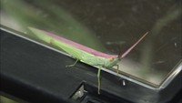 背中がピンクのバッタ!?　夏休みの自由研究で小学生が珍しい昆虫を発見　高松市