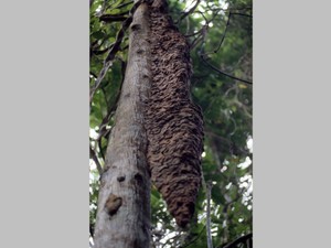 温室効果ガスのメタン、シロアリも排出　駆除は温暖化対策に役立つ？専門家の断言