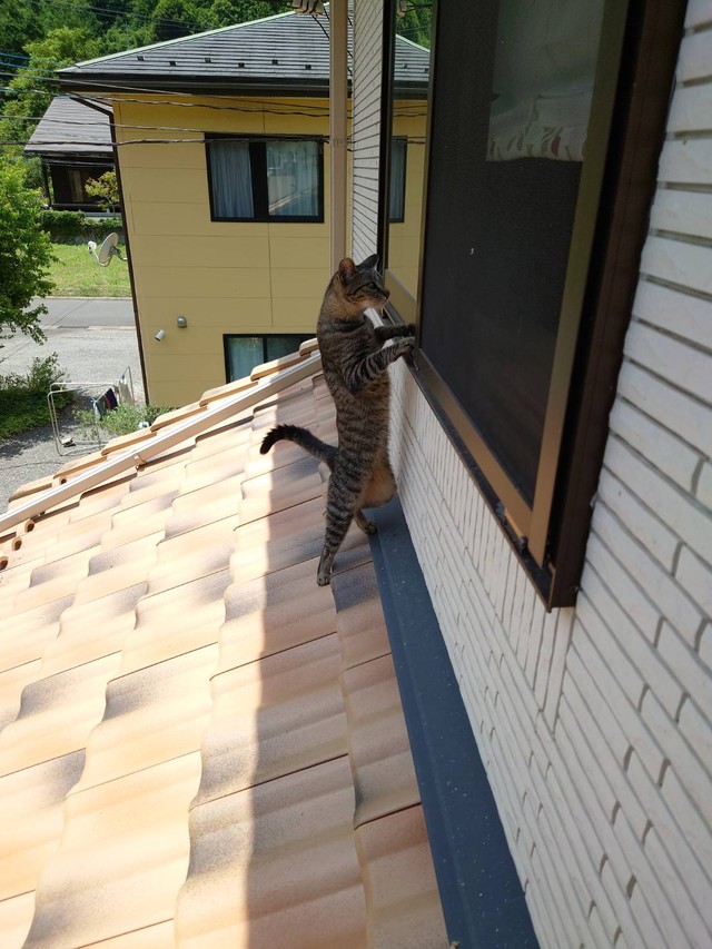 なぜ！？そこに！！＝キジトラのチビ&ムギさん提供