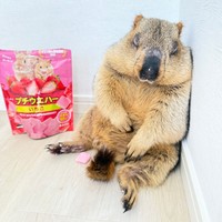 よく見ると、鼻の頭におやつのかけらがくっついたまま寝ているマーモットのまもちさん。ピュアさが尊すぎます！（画像提供：Dr. Marmot - ドクターマーモットさん）
