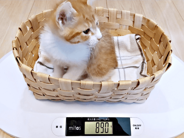 体重890グラムになったせんじゅちゃん（画像提供：ミロカノさん）