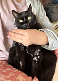 甘えん坊モードのあさりちゃん（画像提供：黒猫あさりさん）