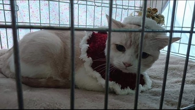 譲渡会で出会った時の写真