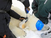 知られざる「ホッキョクグマの生態調査」という世界　広大な北極で、どうやって？