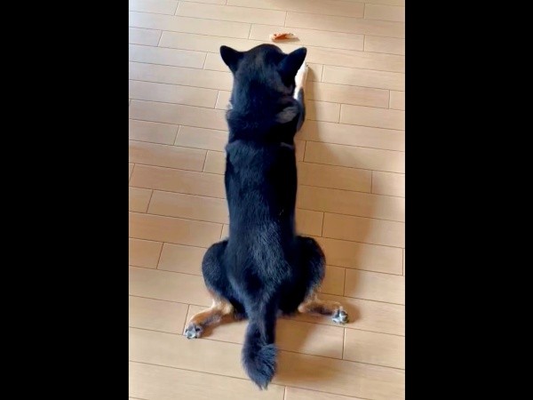 おやつをじっと見つめるはるくん（画像提供：黒柴はるママさん）